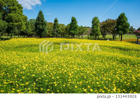《木曽三川公園》 キバナコスモス「レモンブライト」(岐阜県 海津市) 《木曽三川公園》 キバナコスモス「レモンブライト」(岐阜県 海津市) 131443928