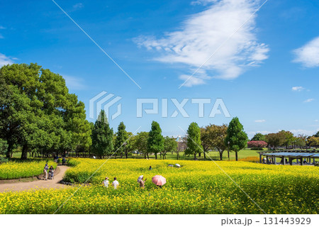 《木曽三川公園》 キバナコスモス「レモンブライト」(岐阜県 海津市) 《木曽三川公園》 キバナコスモス「レモンブライト」(岐阜県 海津市) 131443929