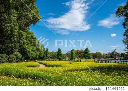 《木曽三川公園》 キバナコスモス「レモンブライト」（岐阜県 海津市） 131443932