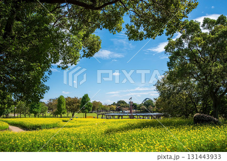 《木曽三川公園》 キバナコスモス「レモンブライト」（岐阜県 海津市） 131443933