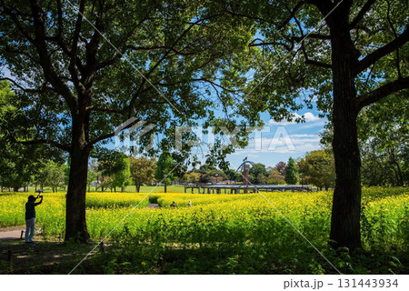 《木曽三川公園》 キバナコスモス「レモンブライト」(岐阜県 海津市) 《木曽三川公園》 キバナコスモス「レモンブライト」(岐阜県 海津市) 131443934