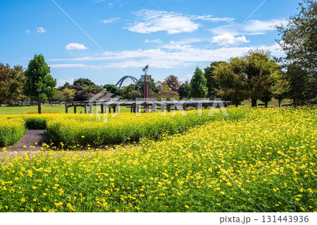 《木曽三川公園》 キバナコスモス「レモンブライト」（岐阜県 海津市） 131443936
