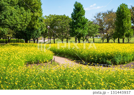 《木曽三川公園》 キバナコスモス「レモンブライト」（岐阜県 海津市） 131443937