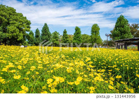 《木曽三川公園》 キバナコスモス「レモンブライト」(岐阜県 海津市) 《木曽三川公園》 キバナコスモス「レモンブライト」(岐阜県 海津市) 131443956
