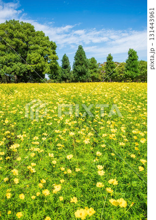 《木曽三川公園》 キバナコスモス「レモンブライト」(岐阜県 海津市) 《木曽三川公園》 キバナコスモス「レモンブライト」(岐阜県 海津市) 131443961