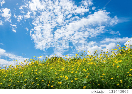 《木曽三川公園》 キバナコスモス「レモンブライト」（岐阜県 海津市） 131443965
