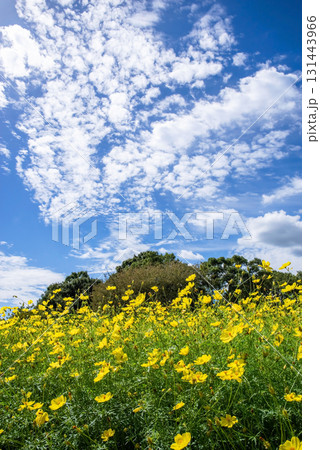 《木曽三川公園》 キバナコスモス「レモンブライト」(岐阜県 海津市) 《木曽三川公園》 キバナコスモス「レモンブライト」(岐阜県 海津市) 131443966