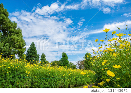 《木曽三川公園》 キバナコスモス「レモンブライト」（岐阜県 海津市） 131443972