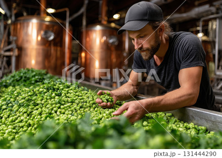 Craft brewer examines freshly harvested hops in a modern brewery setting 131444290