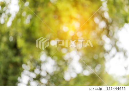 Blur background green park garden nature bright sunny forest. Blurry outdoor park in spring time glowing shinny day template with sunlight bokeh. Abstract blurred background banner copy space. 131444653