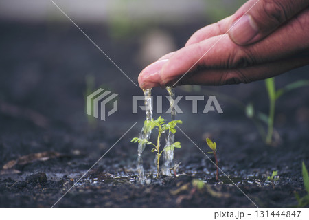 Eco green earth environment concept. Hand with growing tree on earth day with sunlight bokeh in morning. Save world energy protect by plant tree in soil and watering. 131444847
