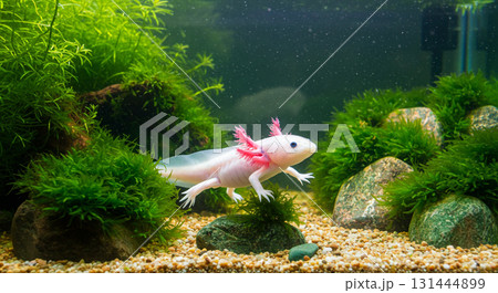 水槽の中を泳いでいるウーパールーパー 水槽の中を泳いでいるウーパールーパー 131444899