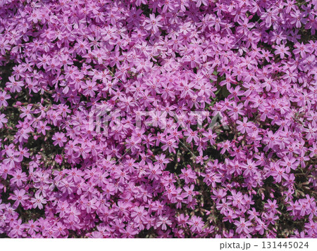 満開の芝桜 131445024