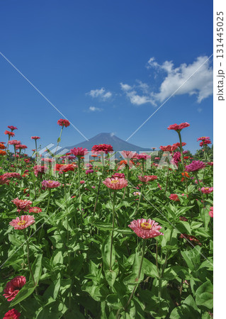 空に向かって咲く百日草 131445025