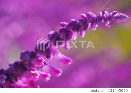 アメジストセージのクローズアップ 131445030