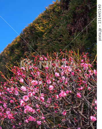 冬の咲き始めた紅梅の花と生垣 冬の咲き始めた紅梅の花と生垣 131445140