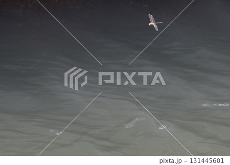 川の上を飛ぶトンボ 川の上を飛ぶトンボ 131445601