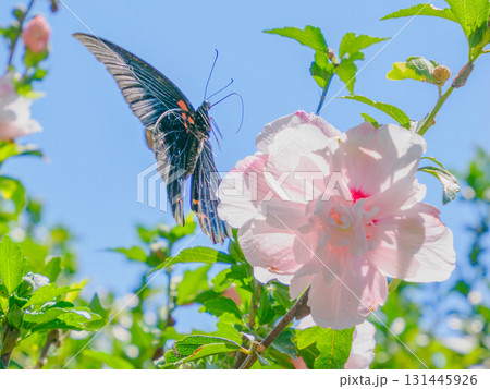 秋の風、花にとまる旅路の蝶、ナガサキアゲハの休息 秋の風、花にとまる旅路の蝶、ナガサキアゲハの休息 131445926