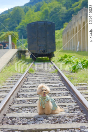 旧太子駅とトイプードル 131446028