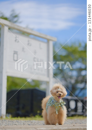 旧太子駅とトイプードル 131446030