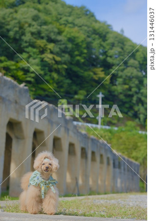 旧太子駅とトイプードル 131446037