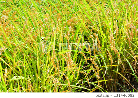 初秋の稲穂 131446082