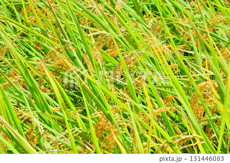 初秋の稲穂 131446083