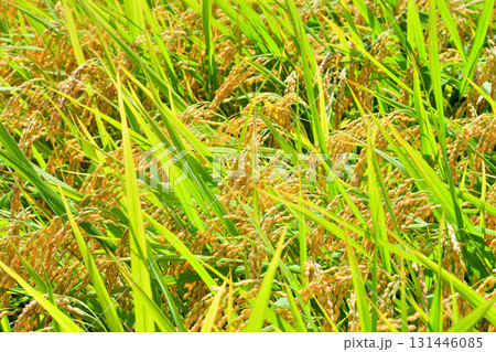 初秋の稲穂 初秋の稲穂 131446085