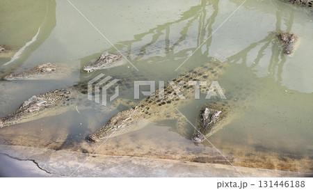 A close-up view from above shows a large crocodile slowly submerging its scaly body and head into murky, greenish-brown water until it disappears from sight. A close-up view from above shows a large crocodile slowly submerging its scaly body and head into murky, greenish-brown water until it disappears from sight. 131446188