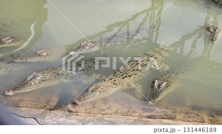 A close-up view from above shows a large crocodile slowly submerging its scaly body and head into murky, greenish-brown water until it disappears from sight. A close-up view from above shows a large crocodile slowly submerging its scaly body and head into murky, greenish-brown water until it disappears from sight. 131446189