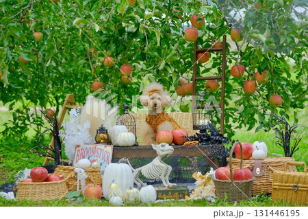 りんご畑でハロウィンを楽しむトイプードル 131446195