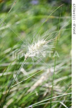 ぺニセタム・ヴィロサム 「銀狐」Feathertop 131446229