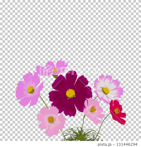 Cosmos flower clusters blooming in the autumn highland flower fields Cosmos flower clusters blooming in the autumn highland flower fields 131446294