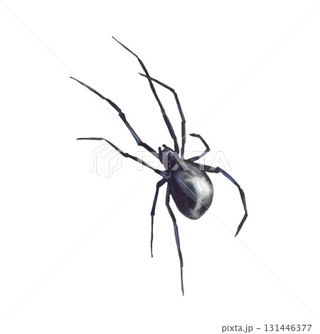 Black spider watercolor hand drawn illustration. Realistic insect, animals arachnid illustration isolated from background. Scary clipart for Halloween card, biology, nature, biology, gothic themes. Black spider watercolor hand drawn illustration. Realistic insect, animals arachnid illustration isolated from background. Scary clipart for Halloween card, biology, nature, biology, gothic themes. 131446377