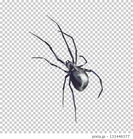 Black spider watercolor hand drawn illustration. Realistic insect, animals arachnid illustration isolated from background. Scary clipart for Halloween card, biology, nature, biology, gothic themes. Black spider watercolor hand drawn illustration. Realistic insect, animals arachnid illustration isolated from background. Scary clipart for Halloween card, biology, nature, biology, gothic themes. 131446377