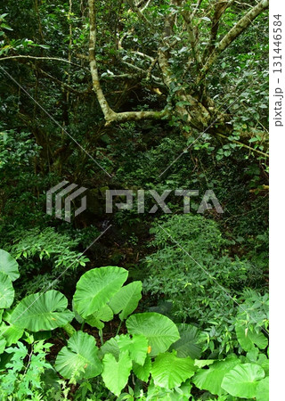 山道の緑 131446584