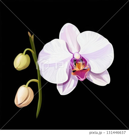 an AI Image Generator, Elegant White Orchid Duo With Pink Center Against Magenta an AI Image Generator, Elegant White Orchid Duo With Pink Center Against Magenta 131446637