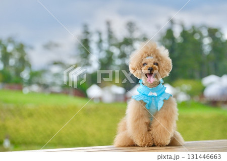 コキア畑で風に吹かれるトイプードル 131446663