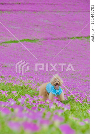 ペチュニアに囲まれているトイプードル 131446703