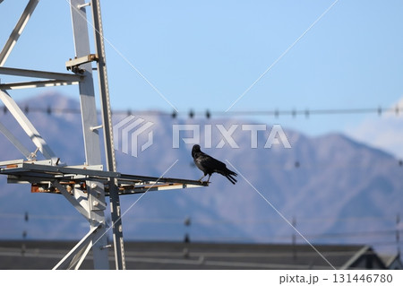鉄塔にとまっているカラス 131446780