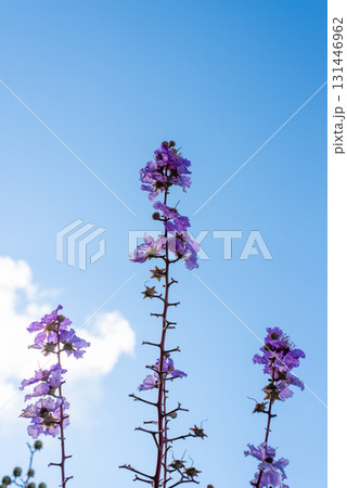 紫色のミソハギの花 紫色のミソハギの花 131446962