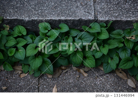 階段の隙間から生えてきたドクダミ草 131446994