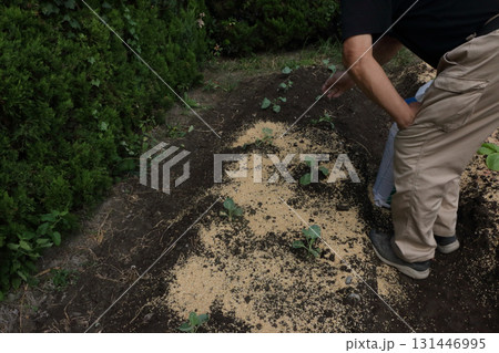 籾殻マルチ 籾殻撒き 籾殻マルチ 籾殻撒き 131446995