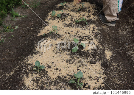 籾殻マルチ 籾殻撒き 籾殻マルチ 籾殻撒き 131446996