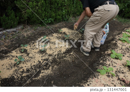 籾殻マルチ　籾殻撒き 131447001