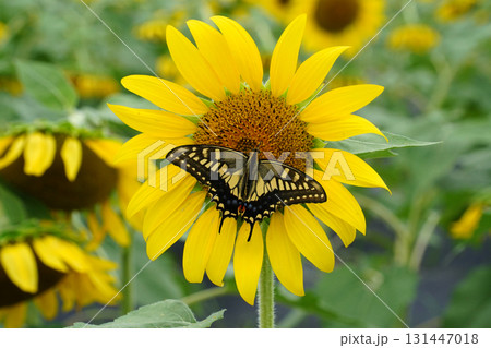 Close-up of a Tiger Butterfly Resting on a Vibrant Sunflower 131447018