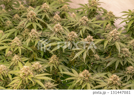 female blossom marijuana SoG Sea of Green net hemp cultivation technique Growing pot indoor bloom stage growth Medical 131447081
