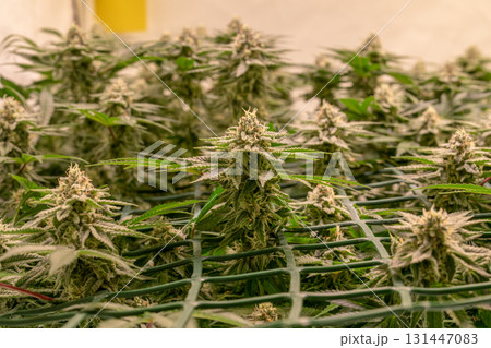 female blossom marijuana SoG Sea of Green net hemp cultivation technique Growing pot indoor bloom stage growth Medical female blossom marijuana SoG Sea of Green net hemp cultivation technique Growing pot indoor bloom stage growth Medical 131447083