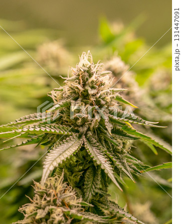 female blossom marijuana SoG Sea of Green net hemp cultivation technique Growing pot indoor bloom stage growth Medical female blossom marijuana SoG Sea of Green net hemp cultivation technique Growing pot indoor bloom stage growth Medical 131447091
