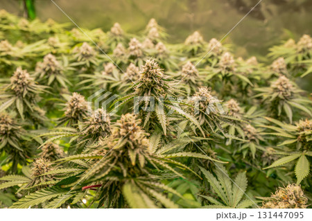 female blossom marijuana SoG Sea of Green net hemp cultivation technique Growing pot indoor bloom stage growth Medical female blossom marijuana SoG Sea of Green net hemp cultivation technique Growing pot indoor bloom stage growth Medical 131447095